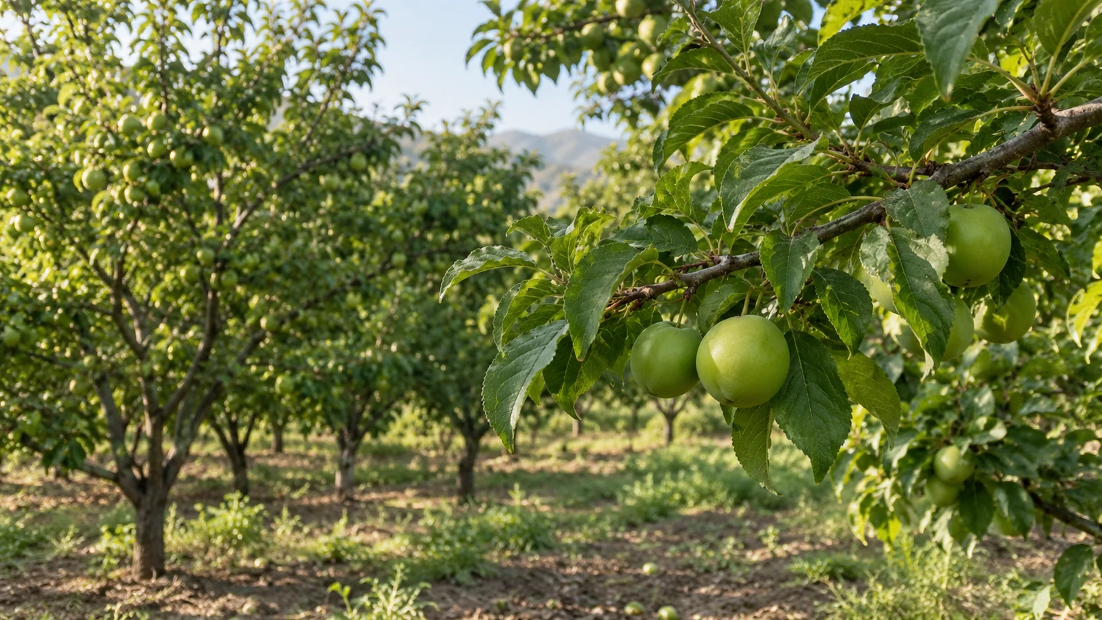 درخت گوجه‌سبز؛ راهنمای سادهٔ کاشت، آبیاری و هرس