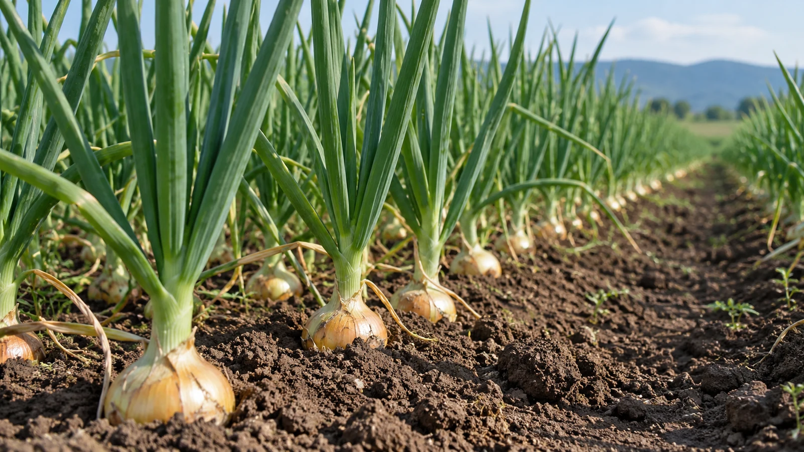 بهترین کود برای درشتی پیاز؛ چه بخریم و چه وقت مصرف کنیم؟