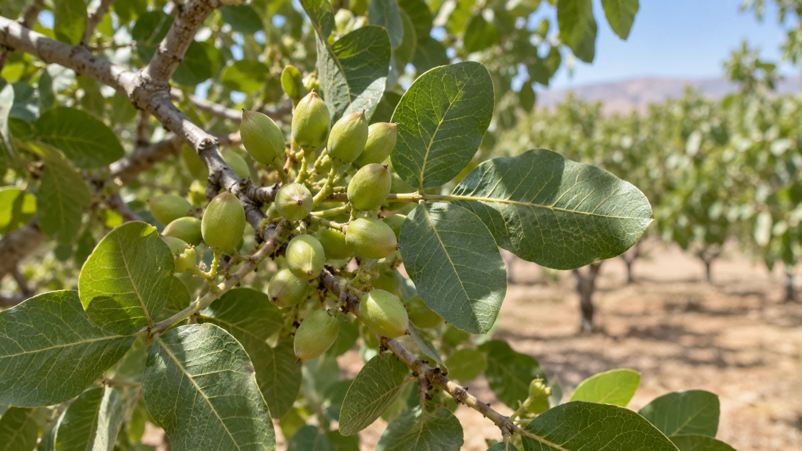 میوه‌های جوان پسته در خوشهٔ طبیعی روی شاخه