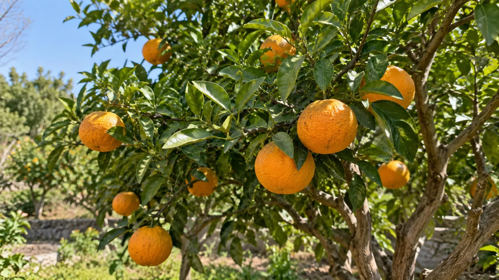 زمان کوددهی درخت نارنج؛ برنامه برای گل، میوه و گلدان