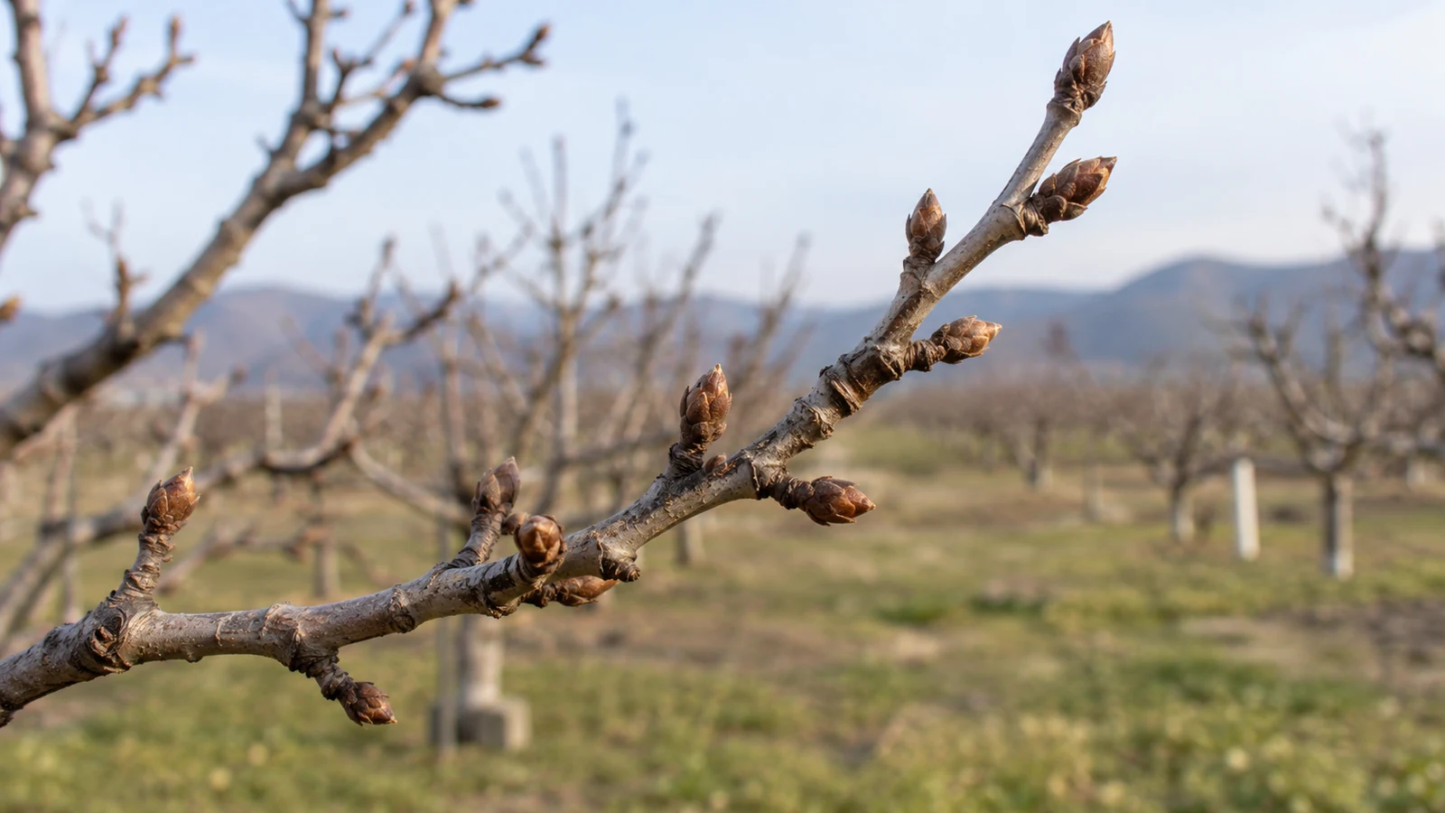 بررسی مرحلهٔ جوانه پیش از انتخاب زمان سمپاشی نمای نزدیک جوانههای بسته روی شاخهٔ بیبرگ درخت سیب در زمستان