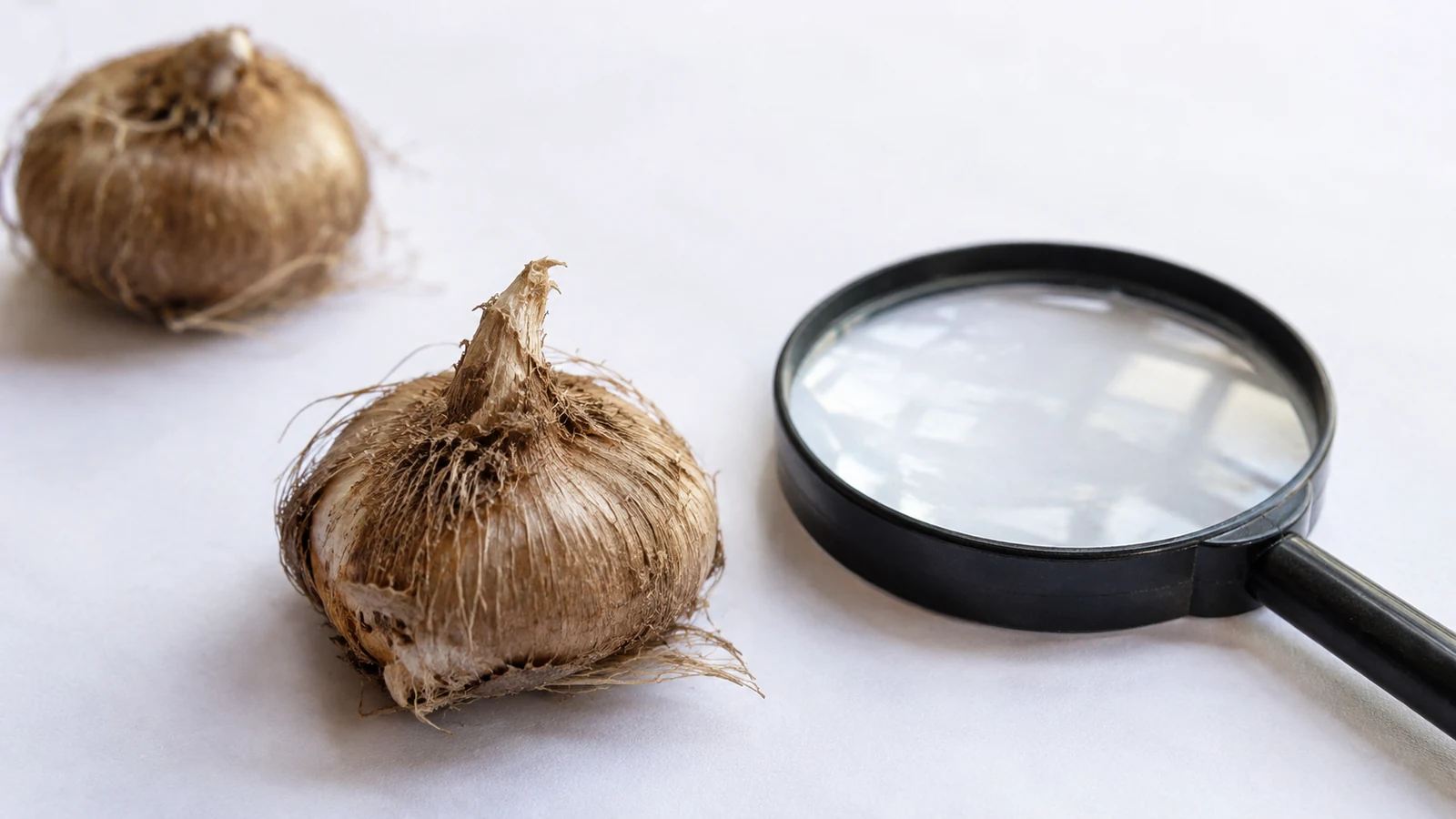 پیاز زعفران و ذره‌بین دستی روی سطح تمیز