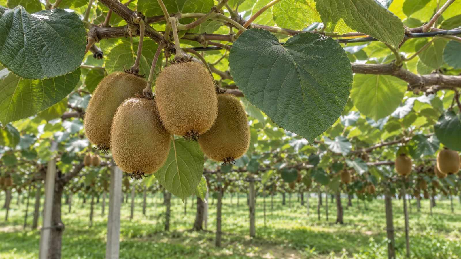 بهترین کود برای درخت کیوی؛ چی بخریم و چه وقت مصرف کنیم؟