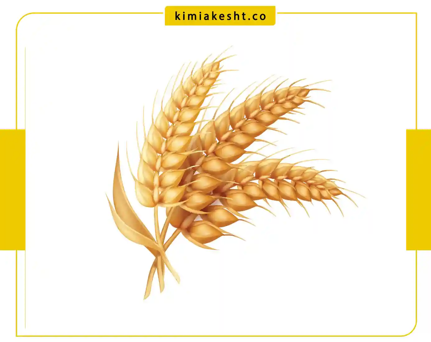 آزمایش خاک زراعی