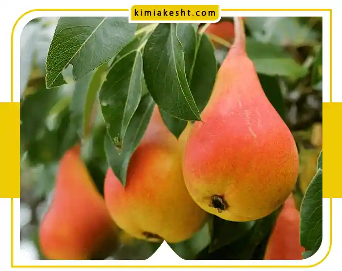 درخت گلابی + صفر تا صد شرایط کاشت و نگهداری