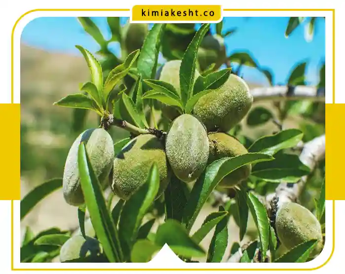 جدول برنامه غذایی بادام