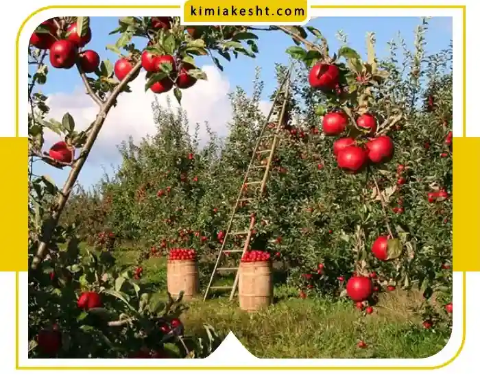 جدول برنامه غذایی درخت سیب