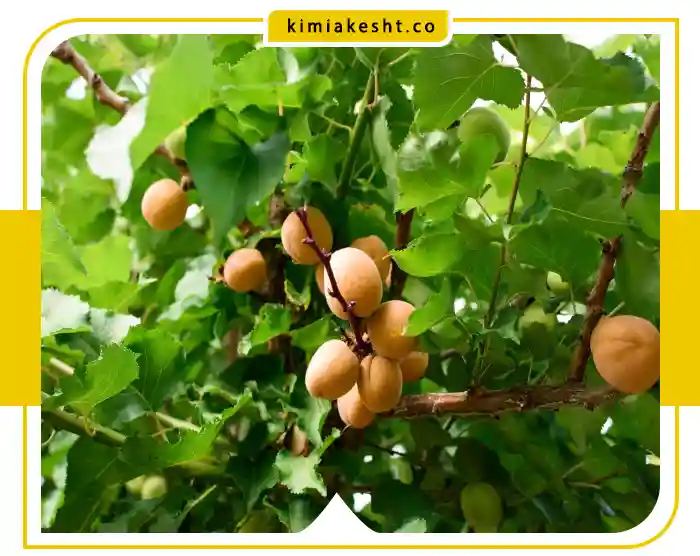 جدول برنامه غذایی زردآلو