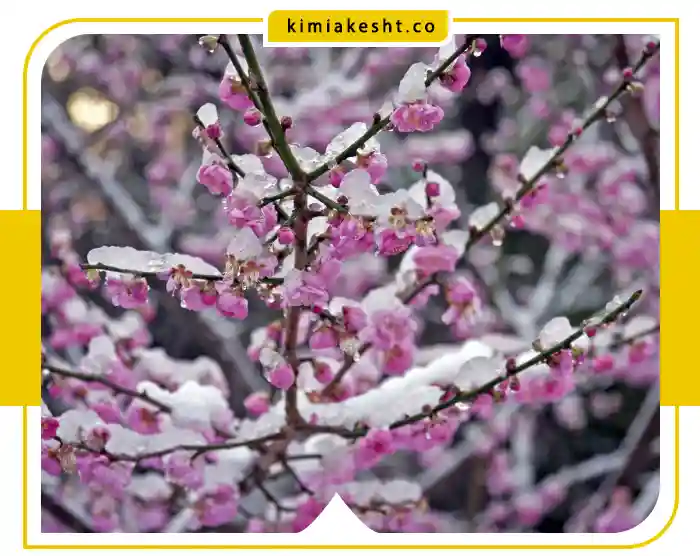 جلوگیری از سرمازدگی درخت زردالو