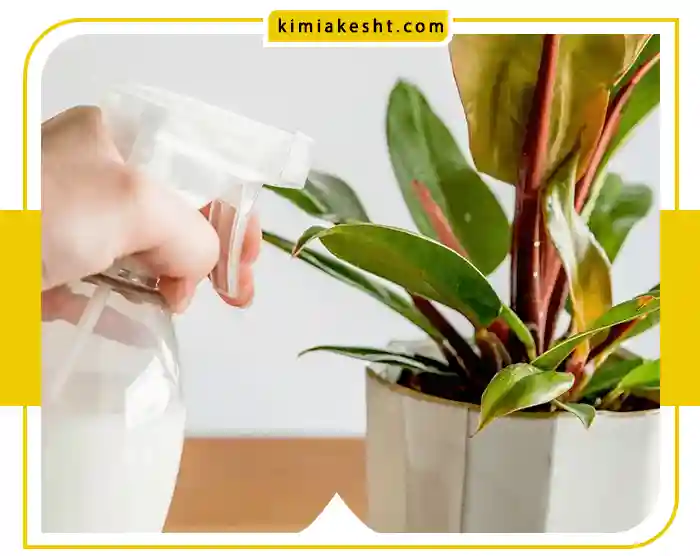 شیر برای گل فیکوس چه فایده‌ای دارد؟
