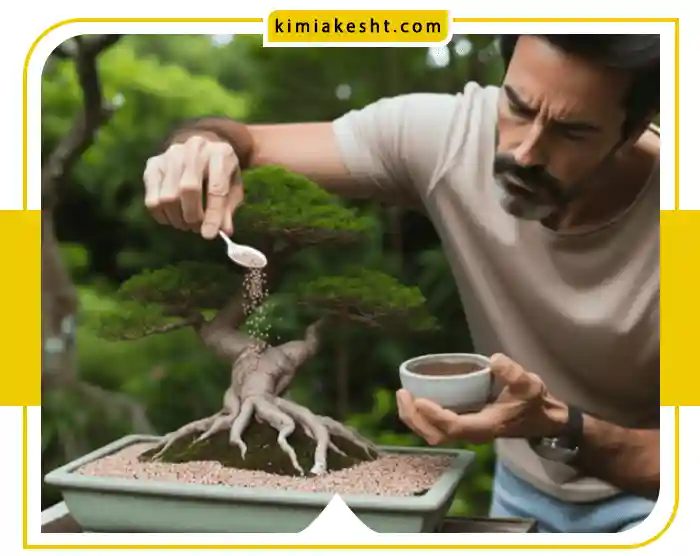 بهترین کود برای بونسای جنسینگ
