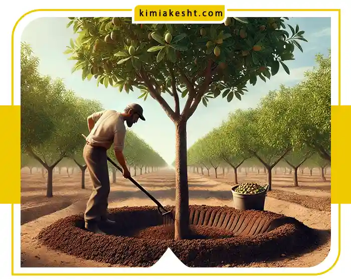 روش چالکود درخت پسته