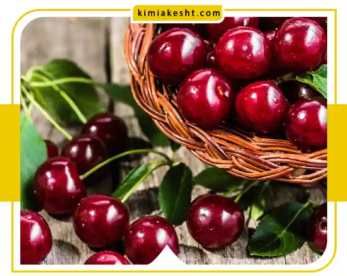 برای درشت شدن میوه گیلاس چه کنیم