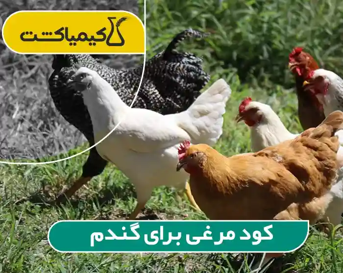 کود مرغی برای گندم