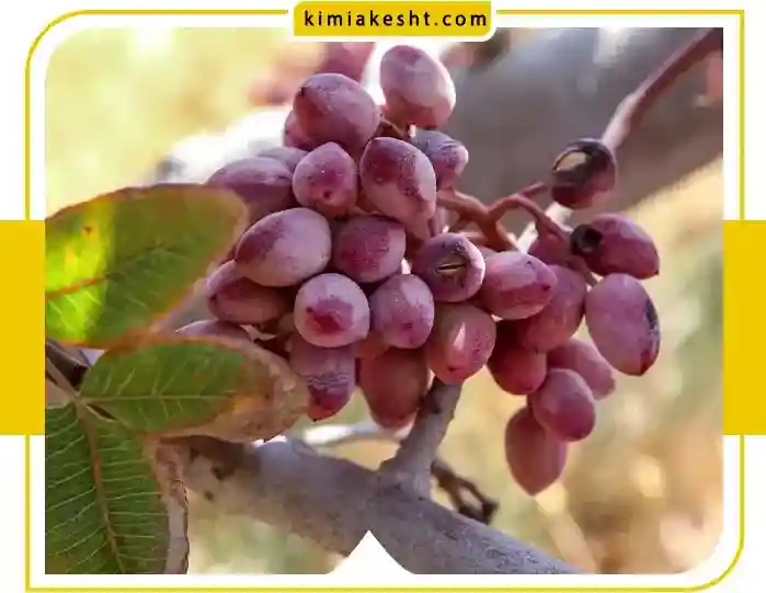 شرایط آب و هوایی کاشت درخت پسته + مناطق مناسب ایران