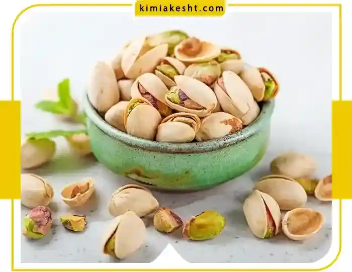مقایسه ارقام مختلف پسته و انتخاب رقم مناسب