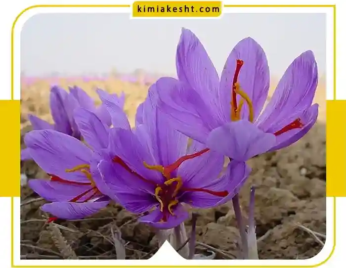 خرید و مقدار مصرف کود کامل NPK برای زعفران