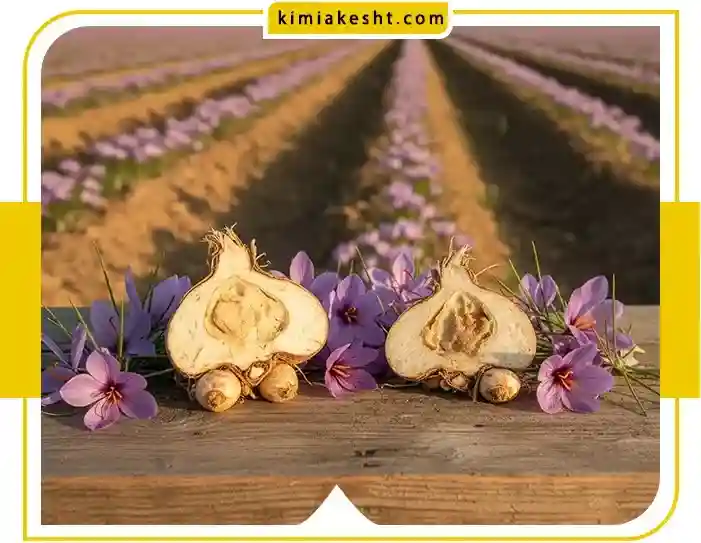 زعفران اول گل می دهد یا برگ؟