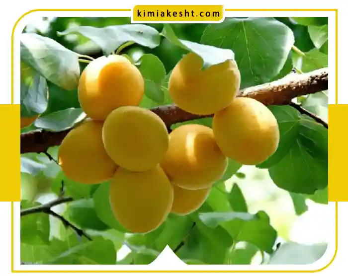 بهترین کود برای درخت زردالو