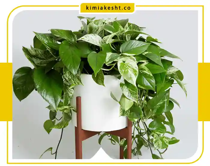 کود مناسب برای گیاه پتوس