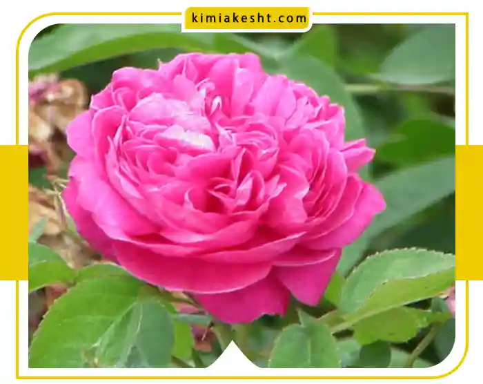 بهترین کود برای گل محمدی