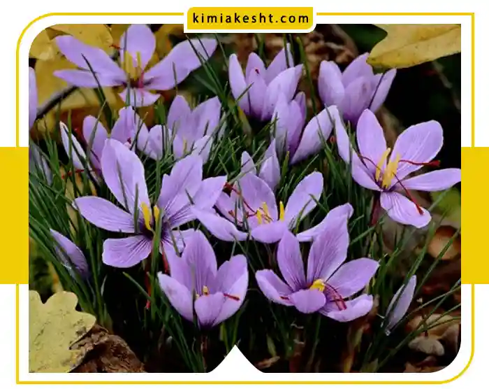 بهترین کود برای زعفران + زمان کوددهی