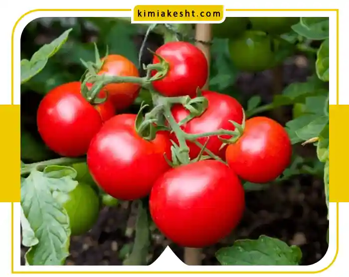 راهنمای انتخاب و مصرف کود برای گوجه فرنگی