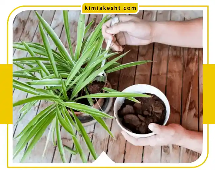 تاثیر انواع کود برای گل گندمی