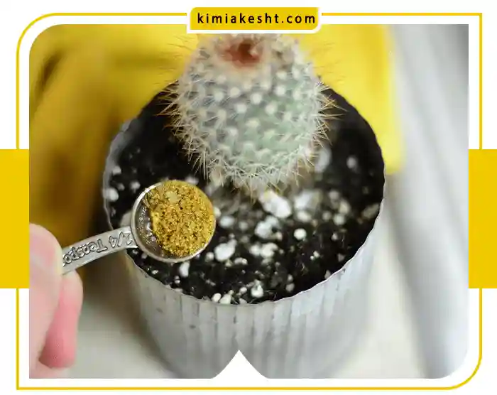 کود مناسب کاکتوس برای حفظ سلامت و زیبایی آن