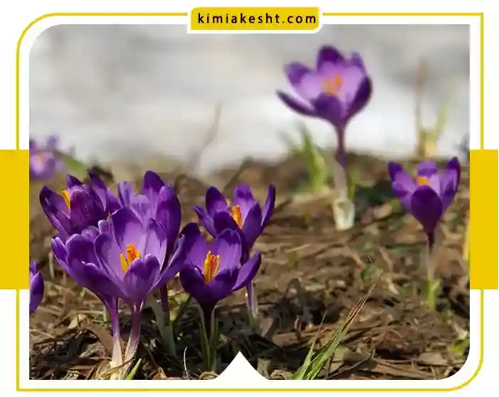 قارچ کش و کنه کش زعفران