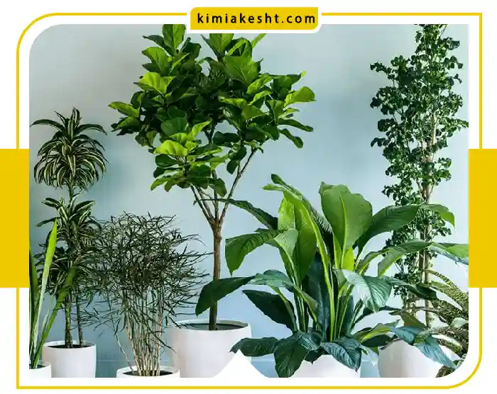 برای سبز شدن برگ گیاهان چه کنیم