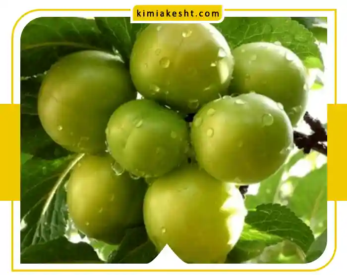 انواع کود درخت گوجه سبز (آلوچه)