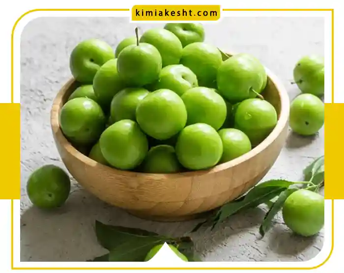 همه‌ چیز درباره گوجه سبز