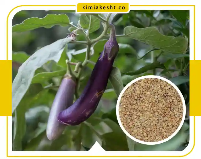 بذر بادمجان گلخانه ای و انواع آن