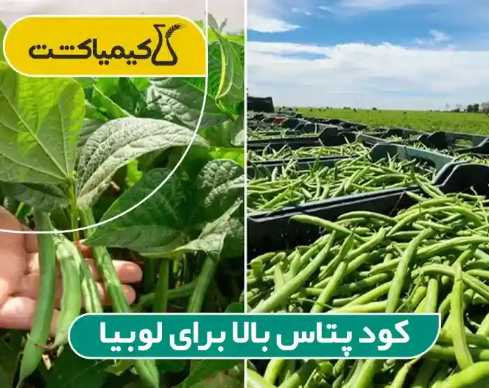کود پتاس بالا برای لوبیا