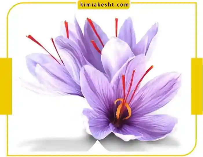 بررسی کامل کود هیومیک اسید برای زعفران