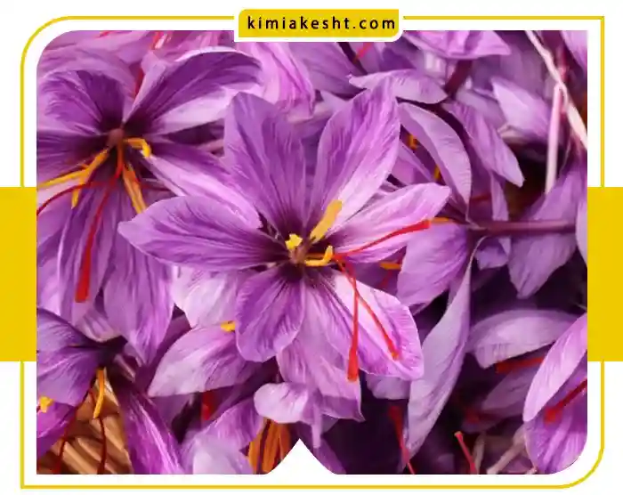 کود برای افزایش گلدهی زعفران + دیگر راه‌ها