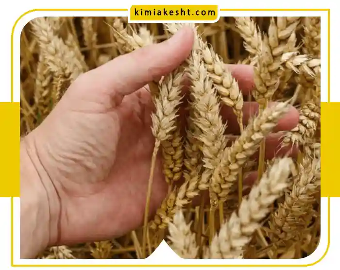تاثیرات کود آهن برای گندم
