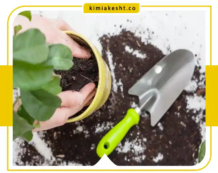 کود مناسب گیاه یشم