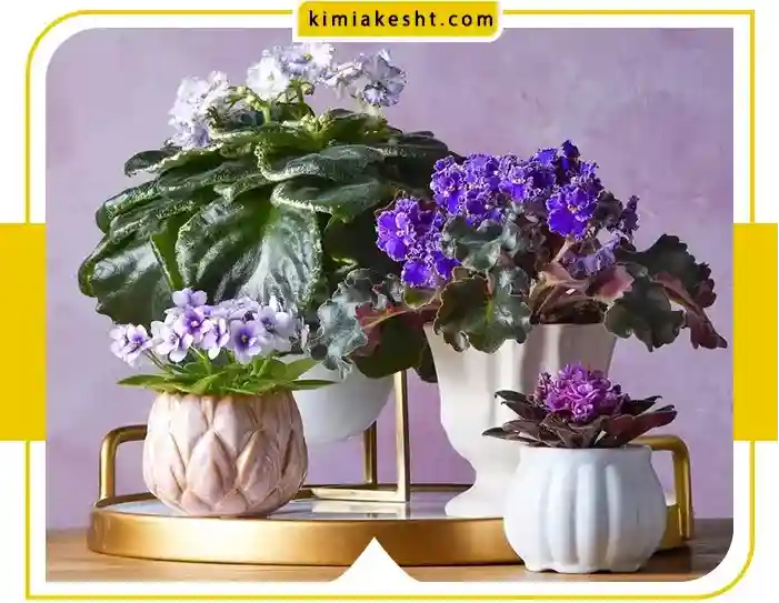 10 راهکار ساده نگهداری گل و گیاه در خانه