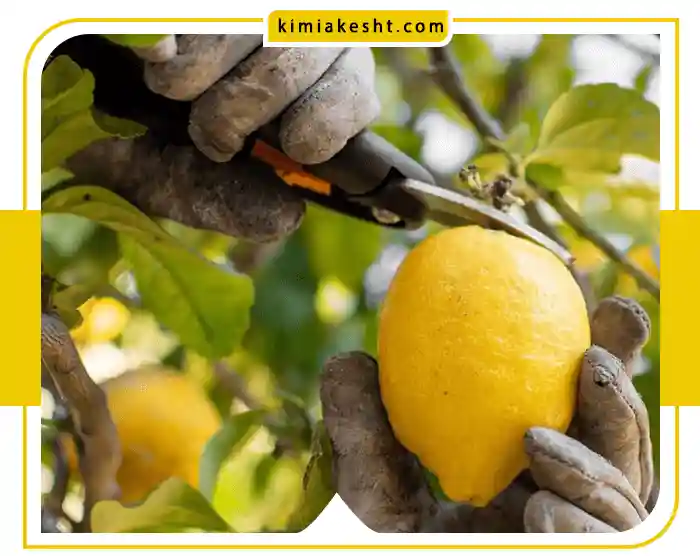 علت میوه ندادن درخت لیمو ترش