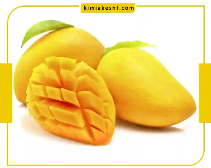 بررسی بهترین کود مناسب درخت انبه