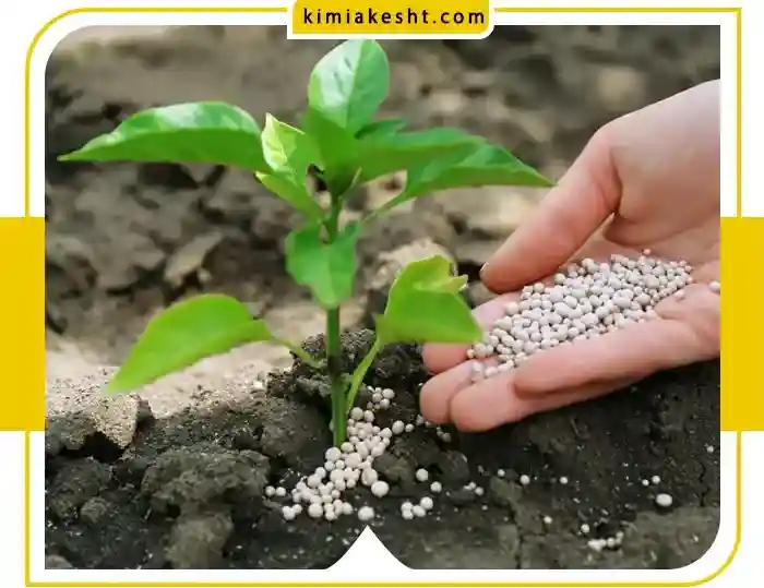 انواع کود ازت + علائم کمبود ازت در گیاهان