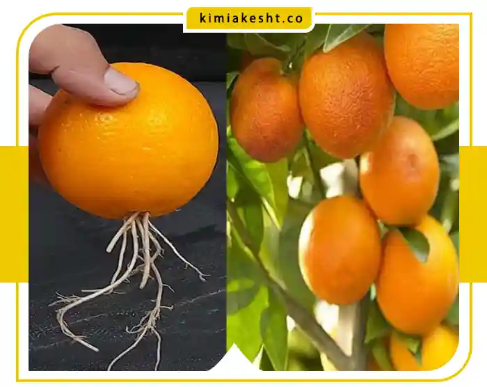 زمان کوددهی درخت نارنج