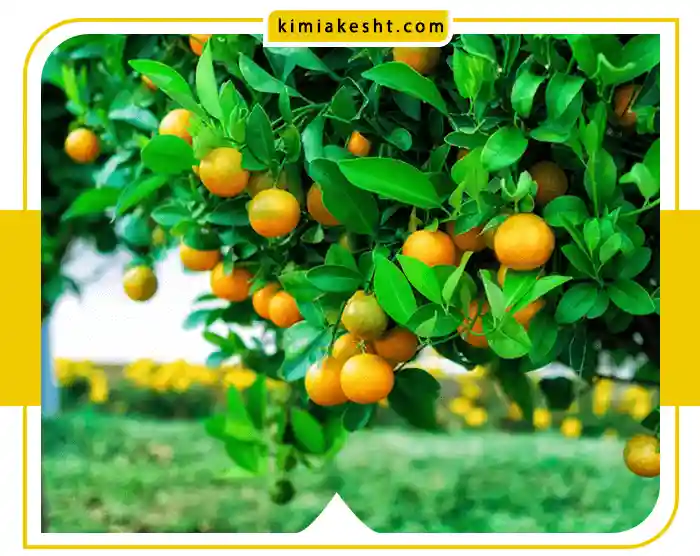 علت ریزش گل درخت پرتقال و نارنج