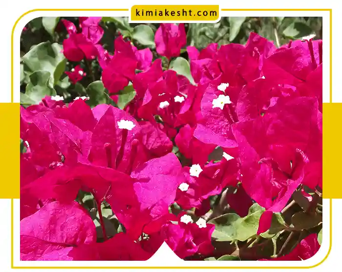 کود برای گلدهی گل کاغذی