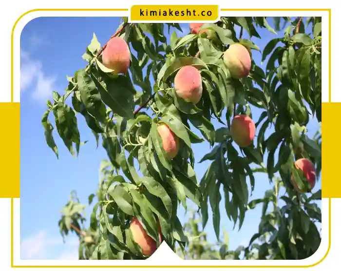 جدول برنامه غذایی هلو