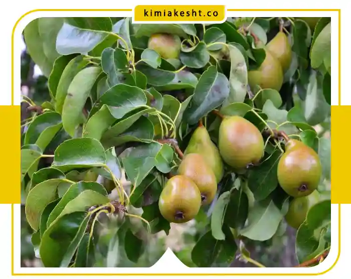 جدول برنامه غذایی گلابی