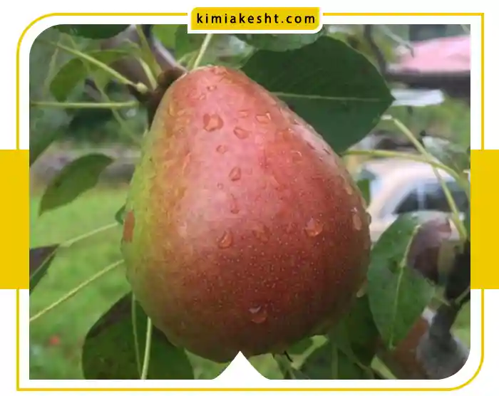 درباره میوه دهی درخت گلابی
