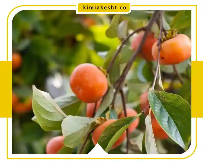 کود مناسب برای درخت خرمالو